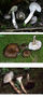 Hygrophorus camarophyllus